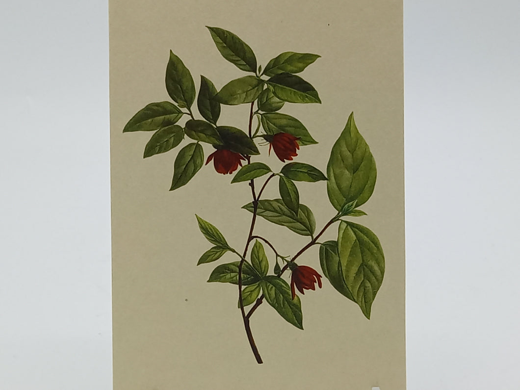 Postkarte A6