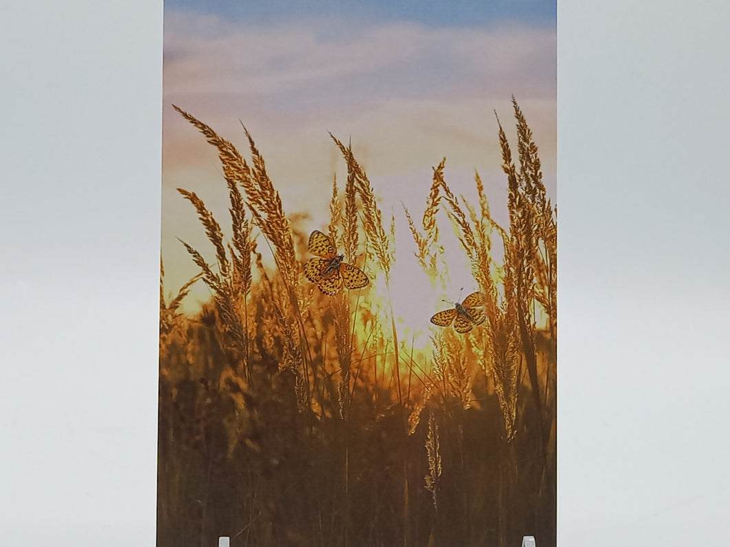 Postkarte A6